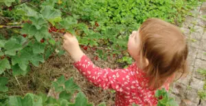 Kind am Beeren pflücken